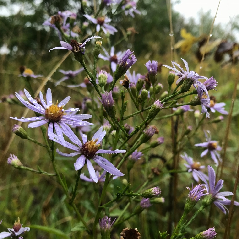 Meet your Posher, Celeste